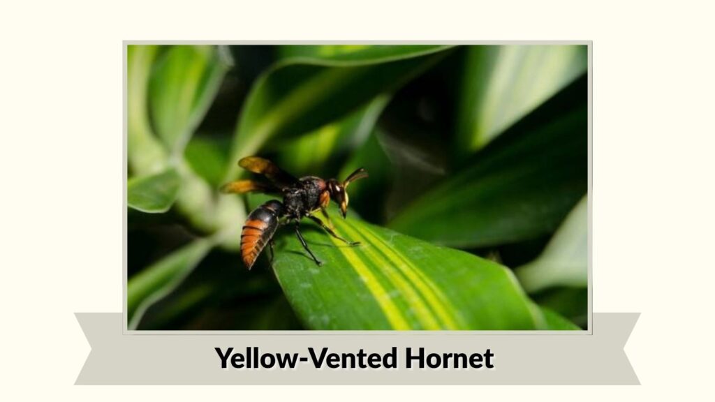 Yellow-Vented Hornet