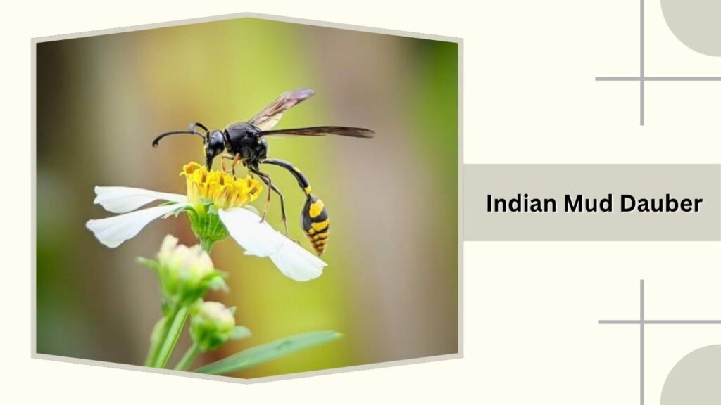 Indian Mud Dauber