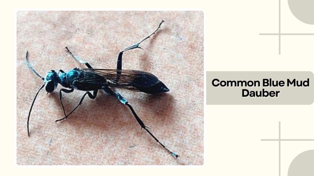 Common Blue Mud Dauber