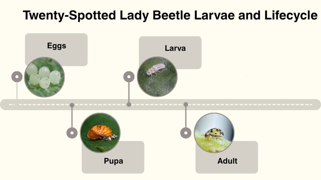 Twenty-Spotted Lady Beetle Larvae and Lifecycle