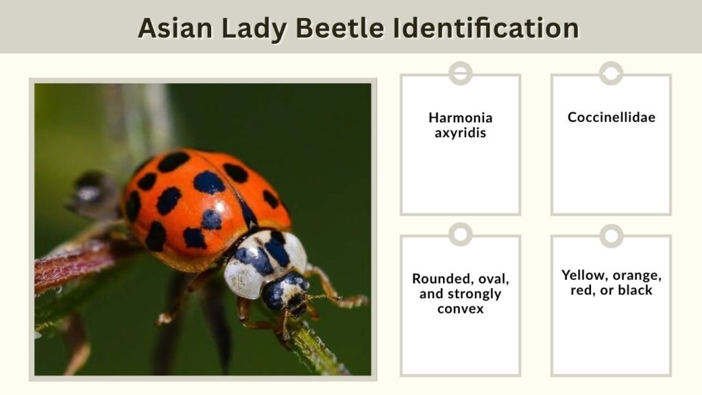 Asian Lady Beetle Identification