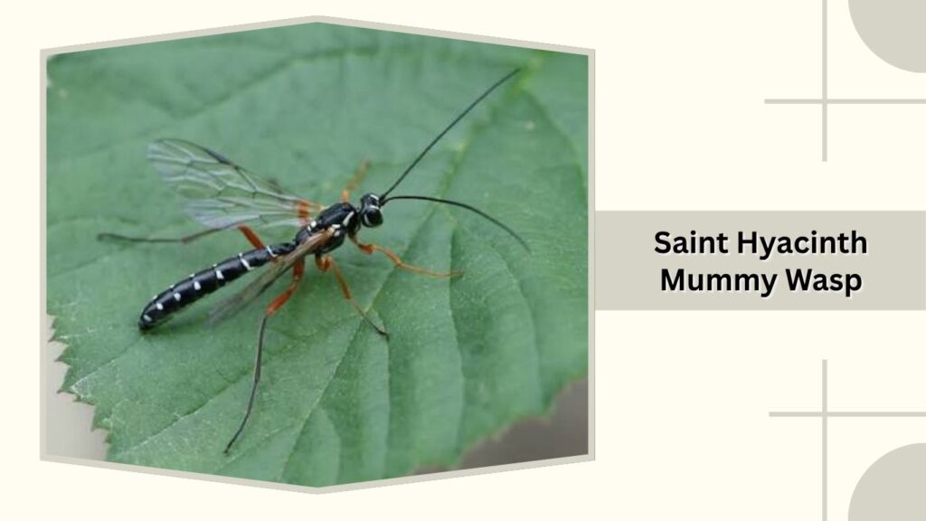Saint Hyacinth Mummy Wasp