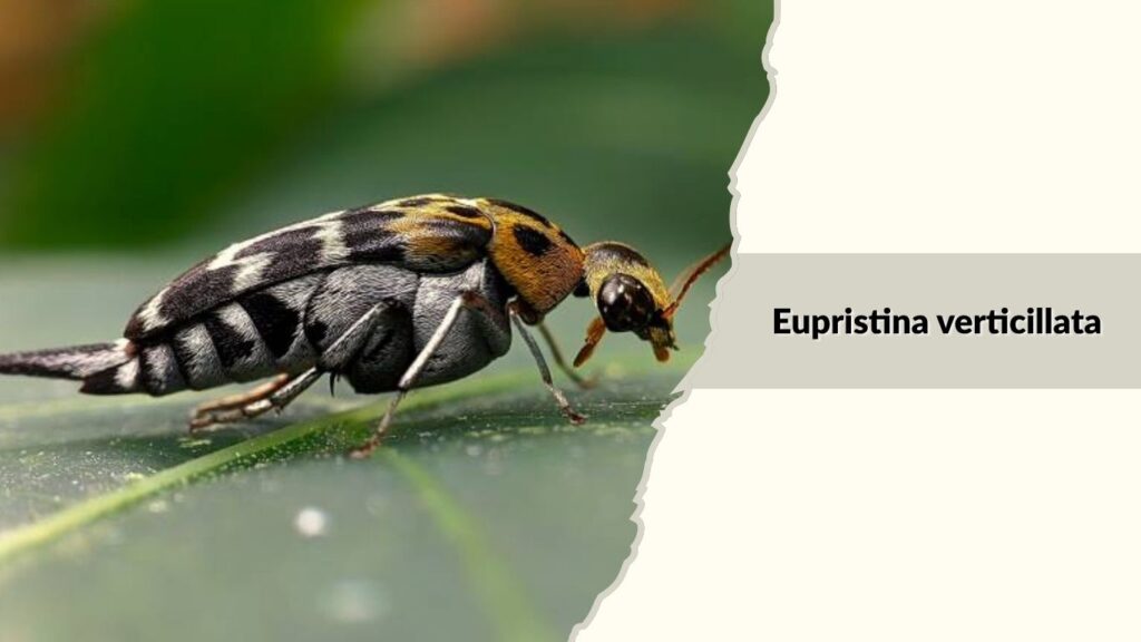 Eupristina verticillata