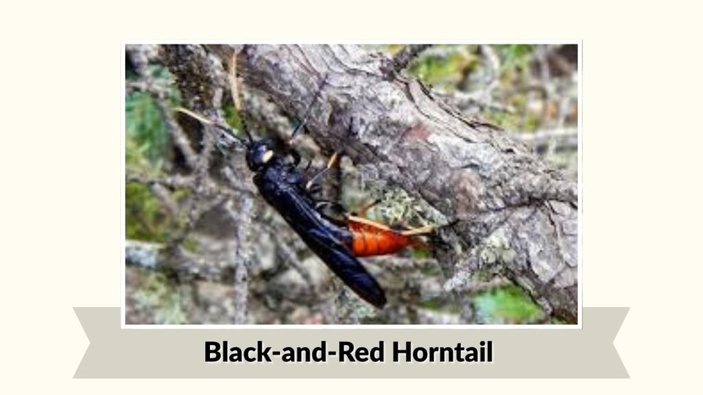 Black-and-Red Horntail