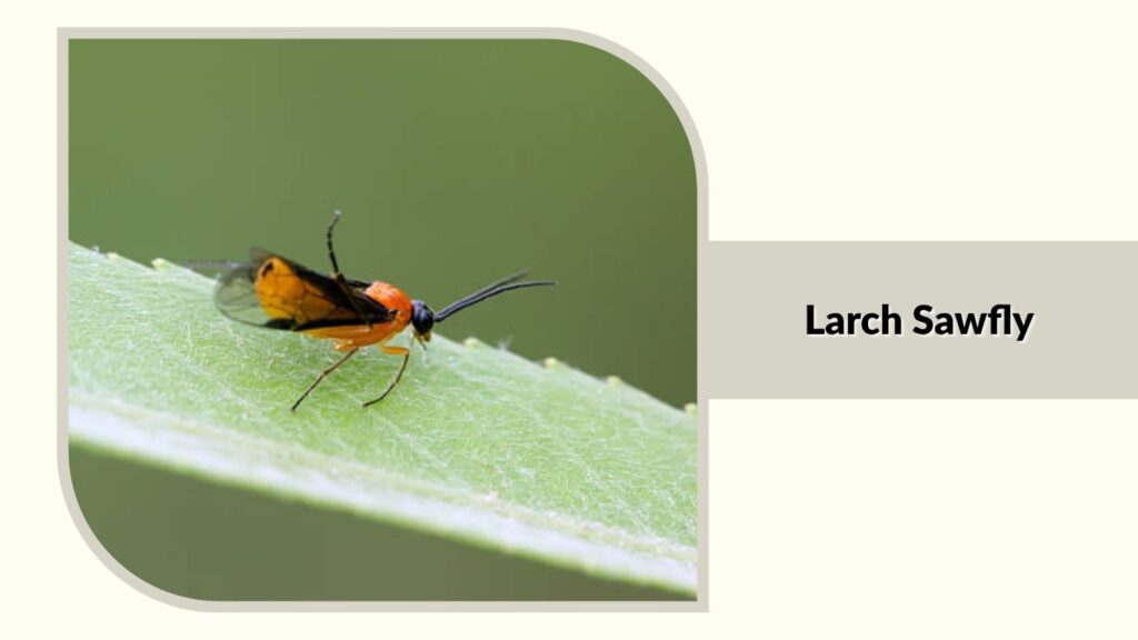 Larch Sawfly