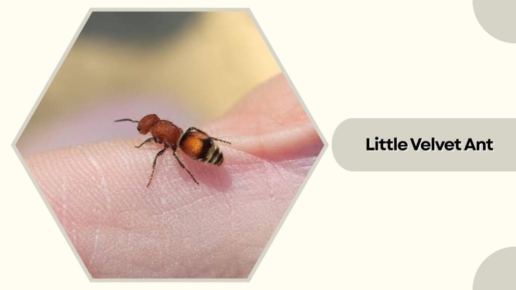 Little Velvet Ant