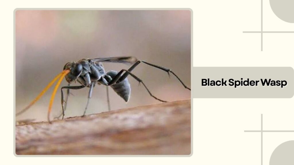 Black Spider Wasp
