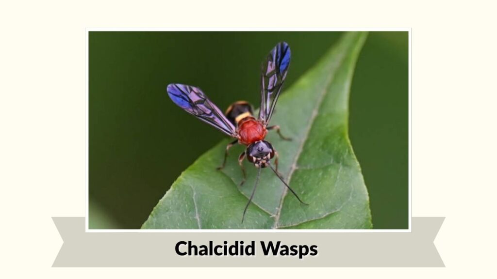 Chalcidid Wasps
