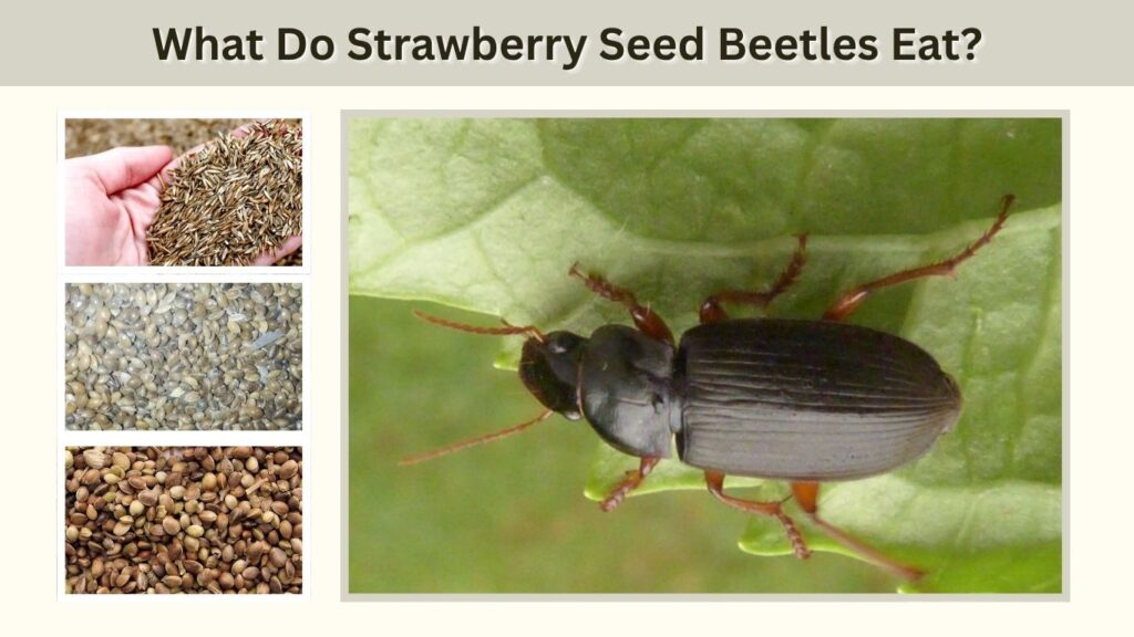 What Do Strawberry Seed Beetles Eat?