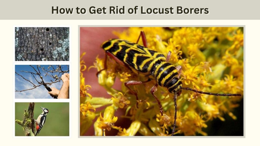 How to Get Rid of Locust Borers