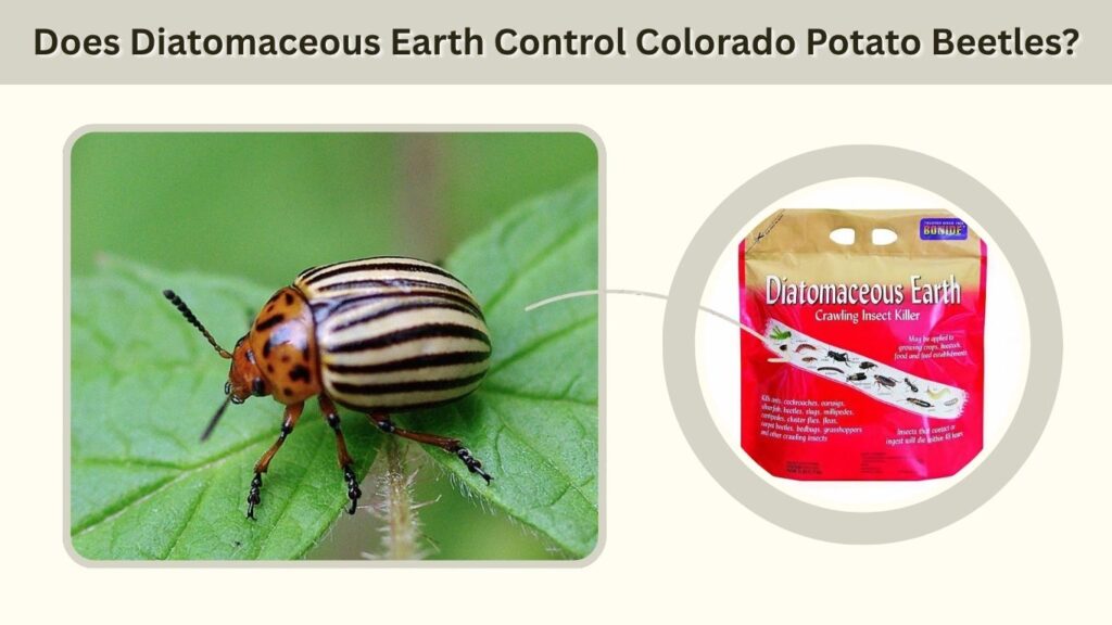 Does Diatomaceous Earth Control Colorado Potato Beetles?