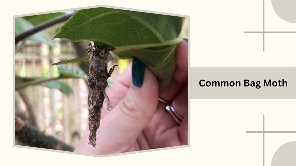 Common Bag Moth