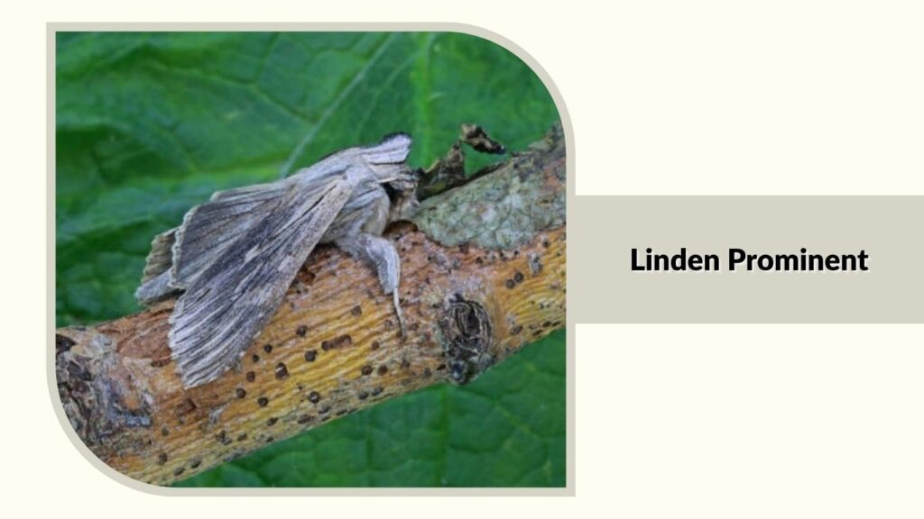 Linden Prominent