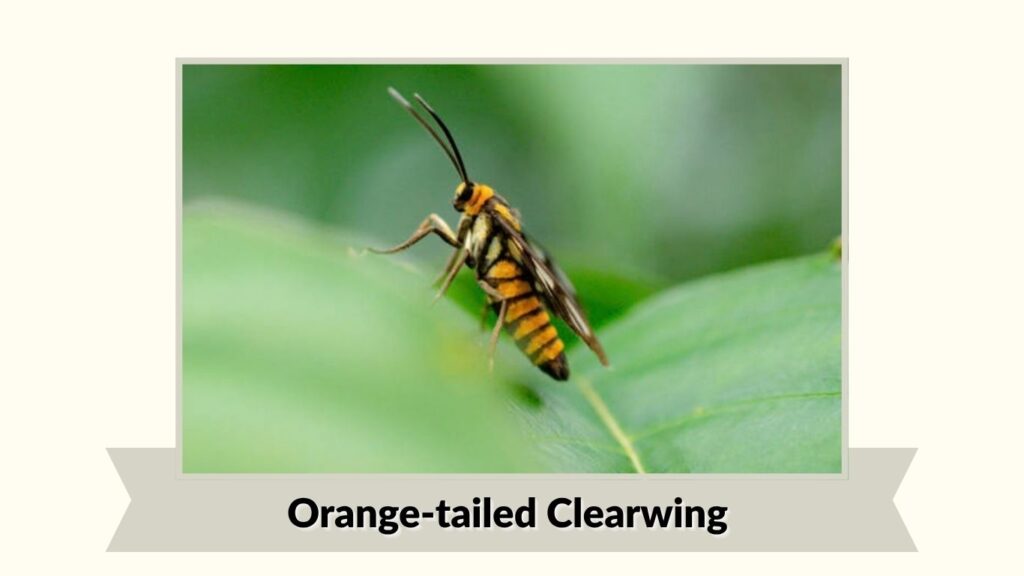 Orange-tailed Clearwing