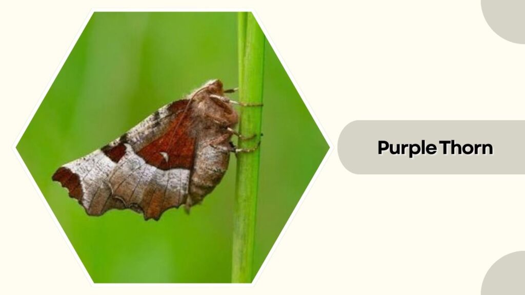 Purple Thorn