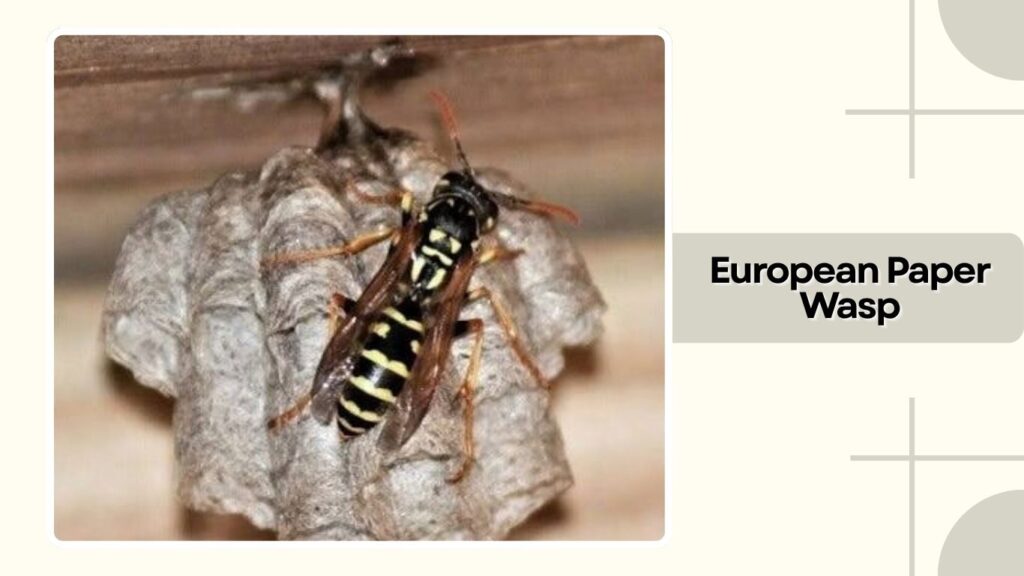 European Paper Wasp