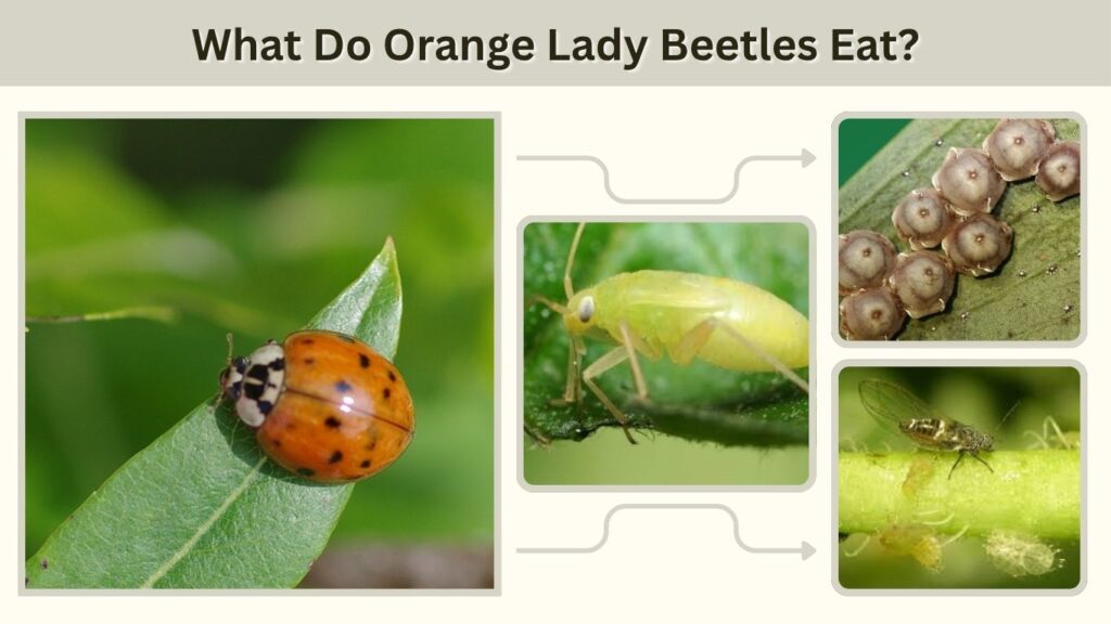What Do Orange Lady Beetles Eat?