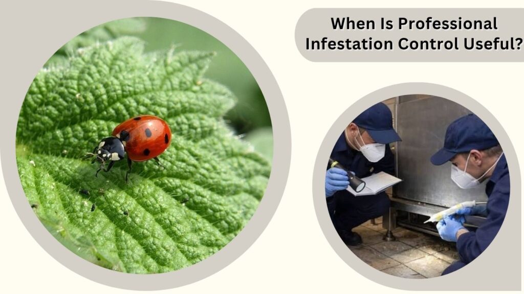 When Is Professional Infestation Control Useful?