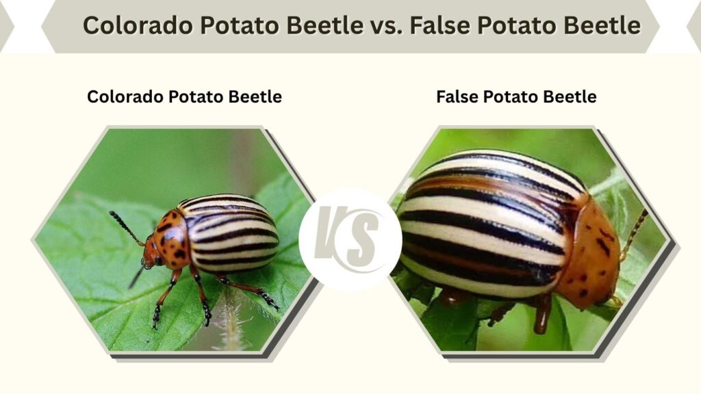 Colorado Potato Beetle vs. False Potato Beetle