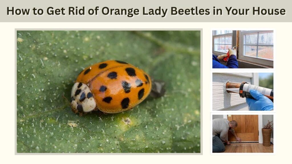 How to Get Rid of Orange Lady Beetles in Your House