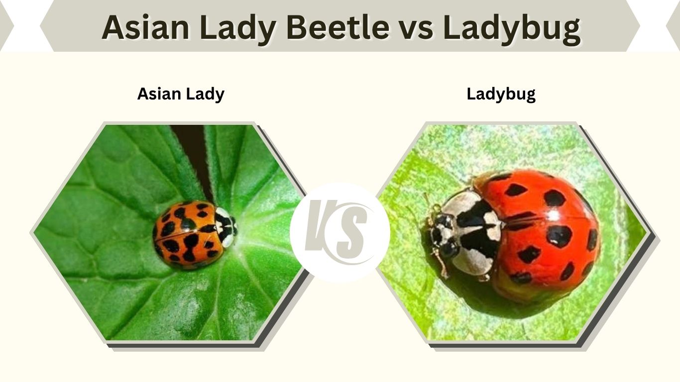 Asian Lady Beetle vs Ladybug: How to Tell Them Apart