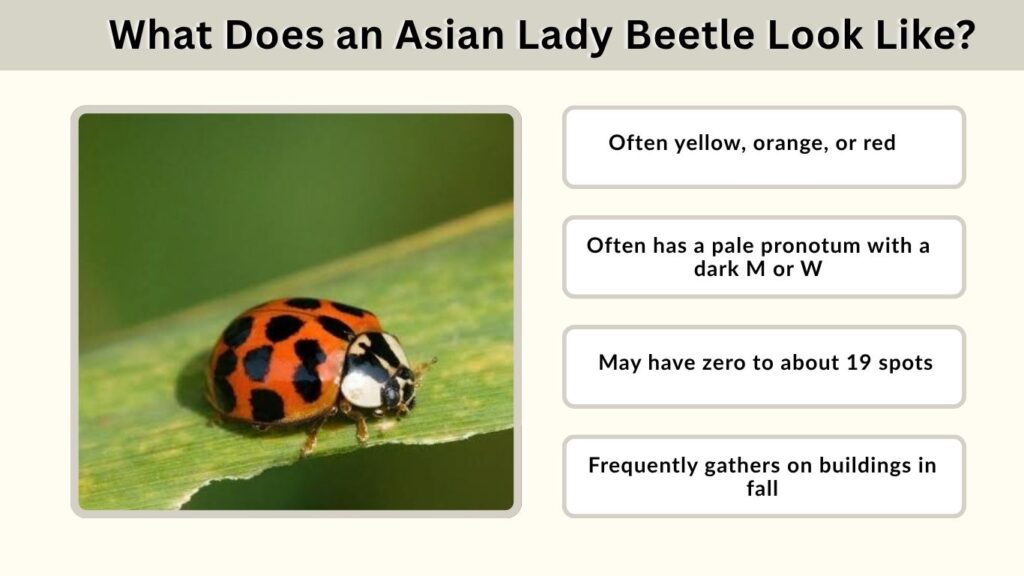 What Does an Asian Lady Beetle Look Like?