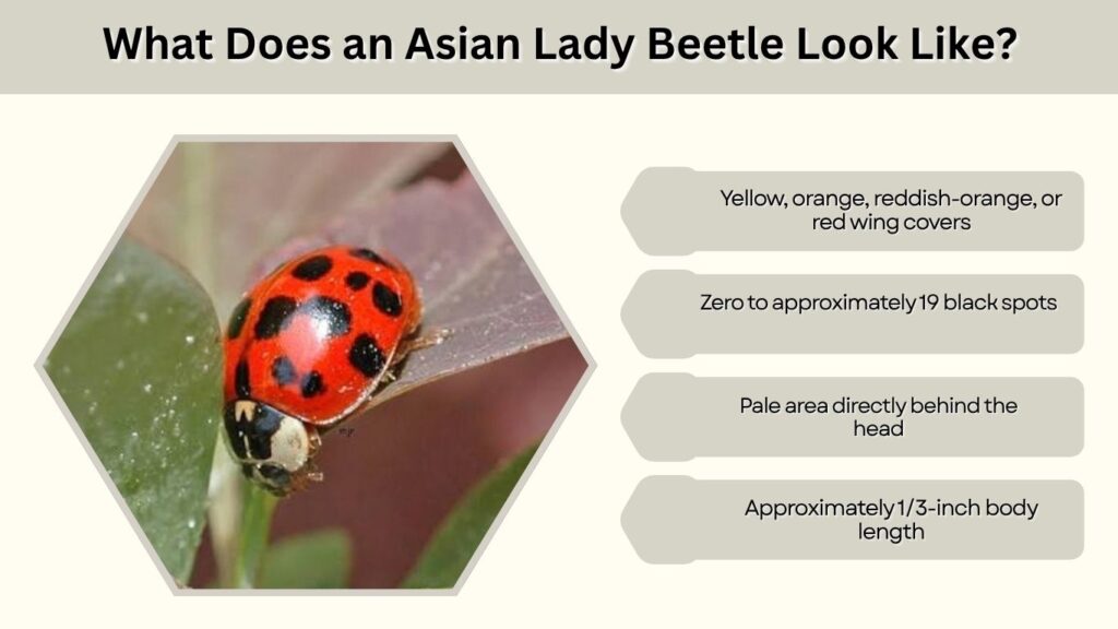 What Does a Regular Ladybug Look Like?