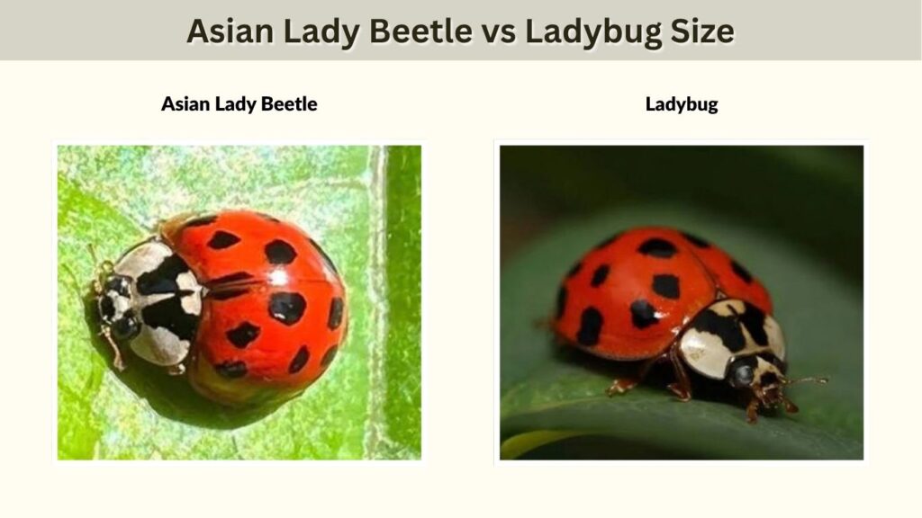 Asian Lady Beetle vs Ladybug Size