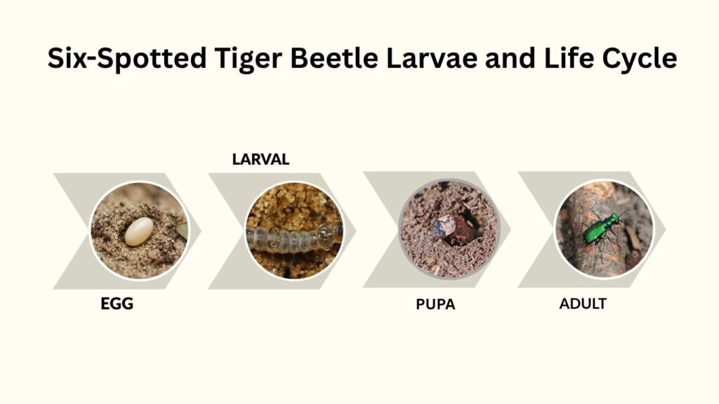 Six-Spotted Tiger Beetle Larvae and Life Cycle