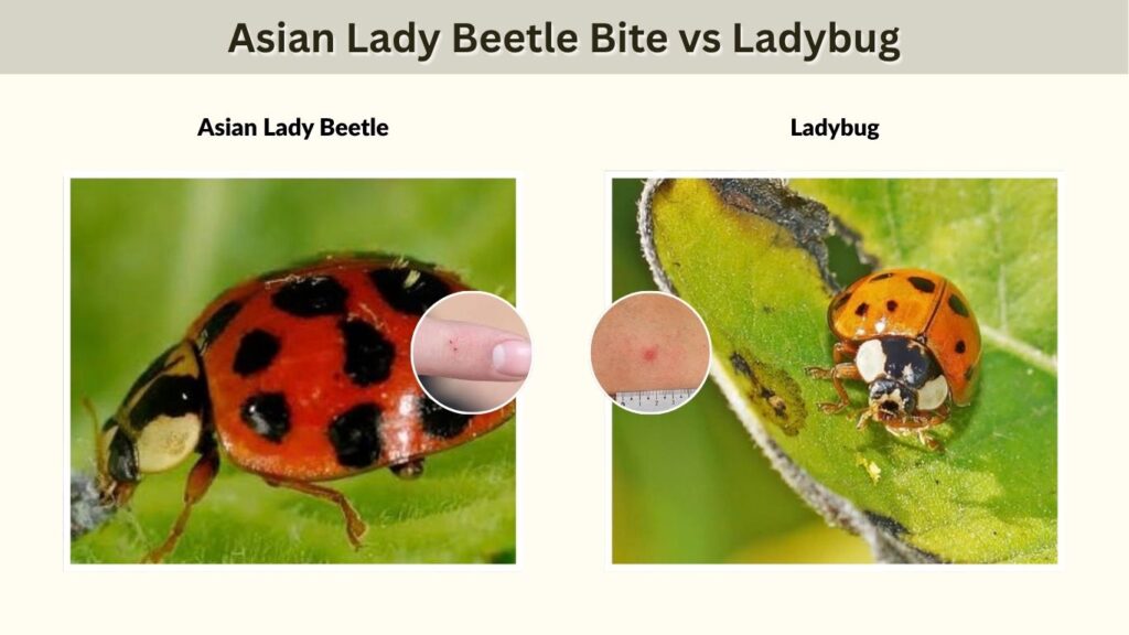 Asian Lady Beetle Bite vs Ladybug