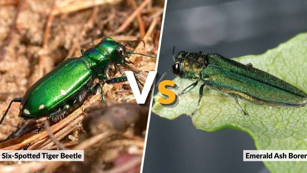 Six-Spotted Tiger Beetle vs. Emerald Ash Borer