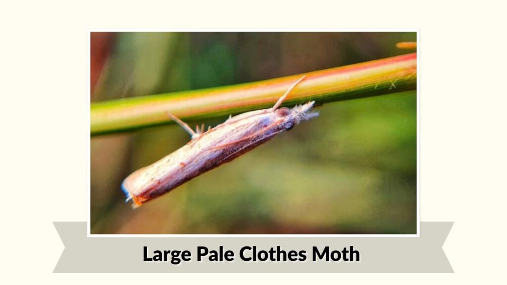 Large Pale Clothes Moth