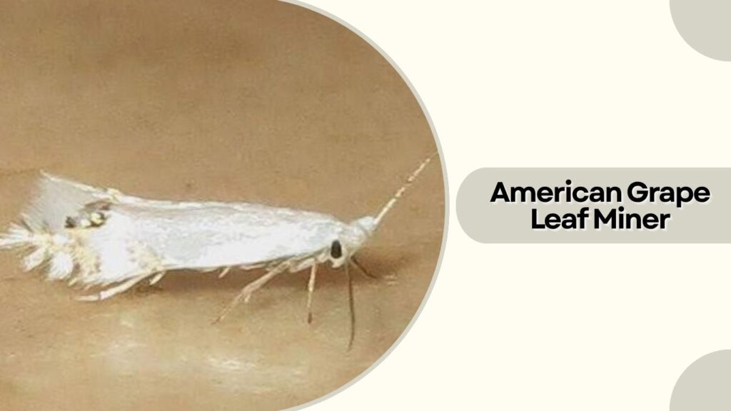  American Grape Leaf Miner