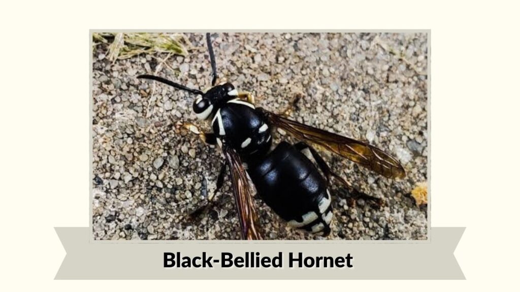  Black-Bellied Hornet