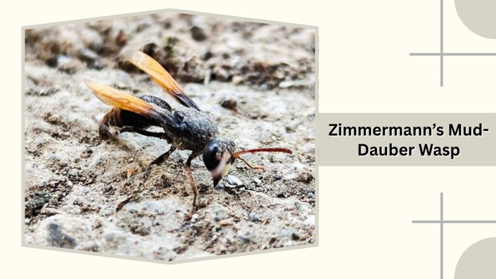 Zimmermann’s Mud-Dauber Wasp
