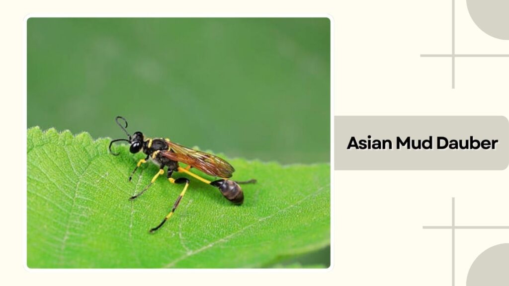 Asian Mud Dauber