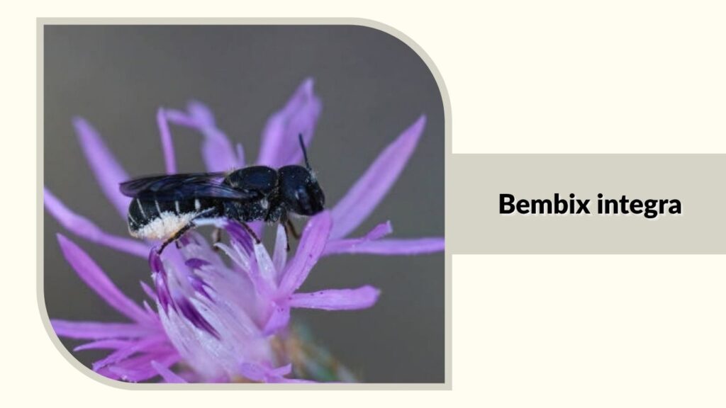 Bembix integra