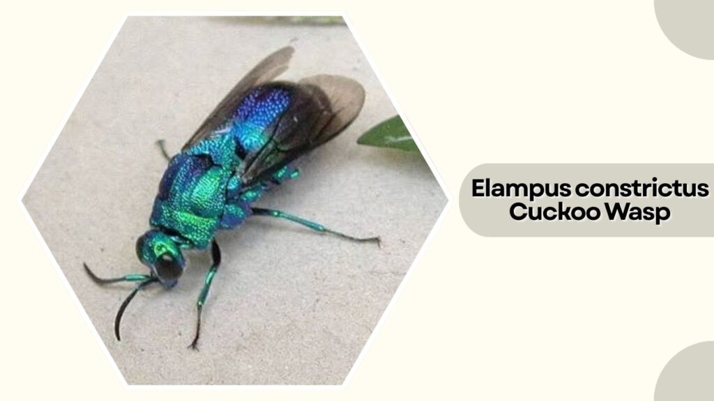 Elampus constrictus Cuckoo Wasp (
