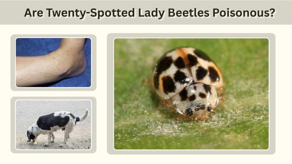 Are Twenty-Spotted Lady Beetles Poisonous?