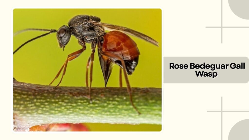  Rose Bedeguar Gall Wasp 