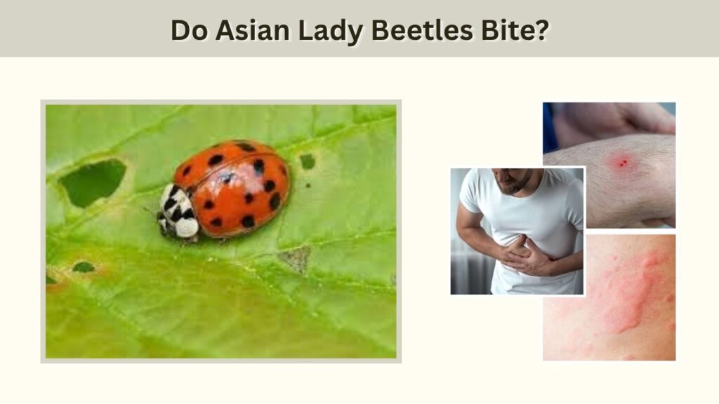 Do Asian Lady Beetles Bite?