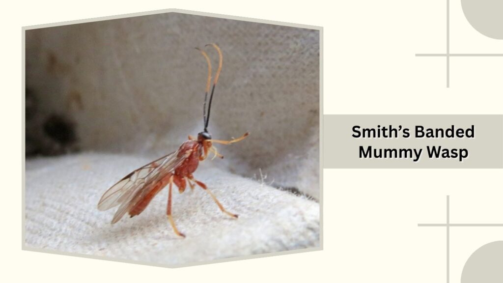 Smith's Banded Mummy Wasp (