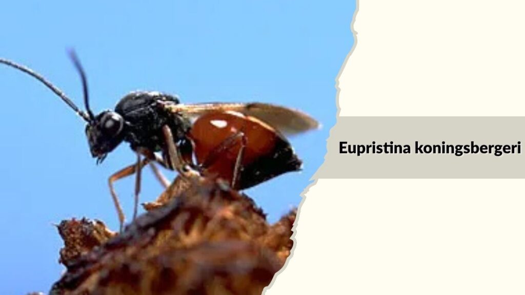 Eupristina koningsbergeri