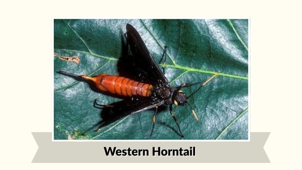 Western Horntail