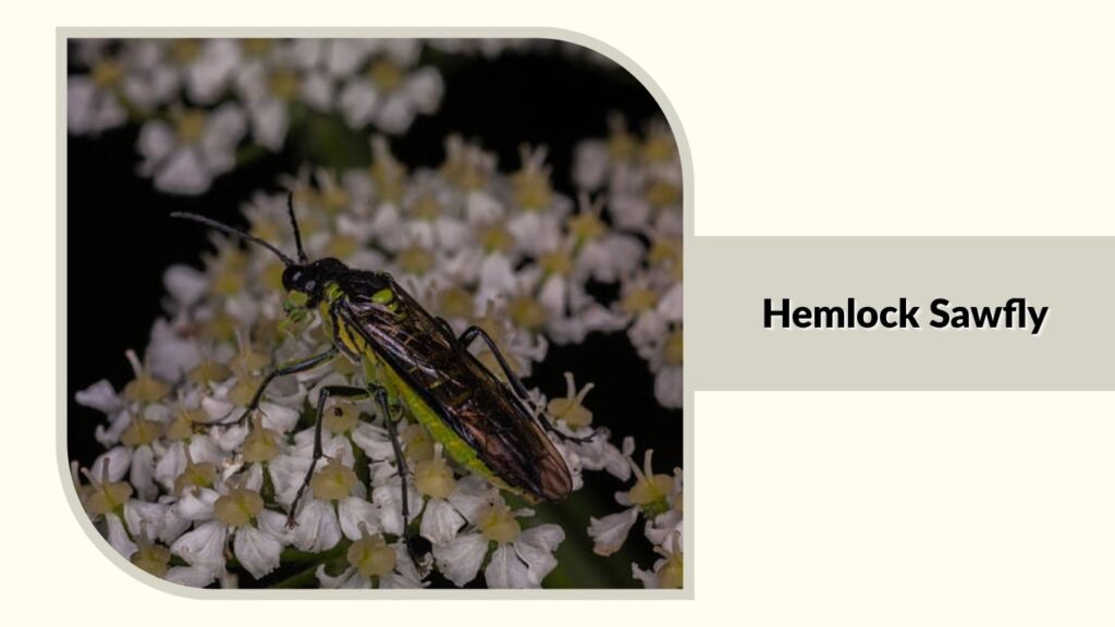 Hemlock Sawfly