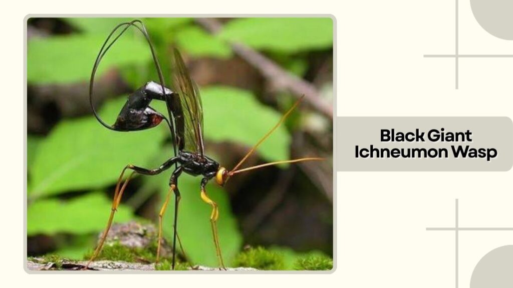 Black Giant Ichneumon Wasp