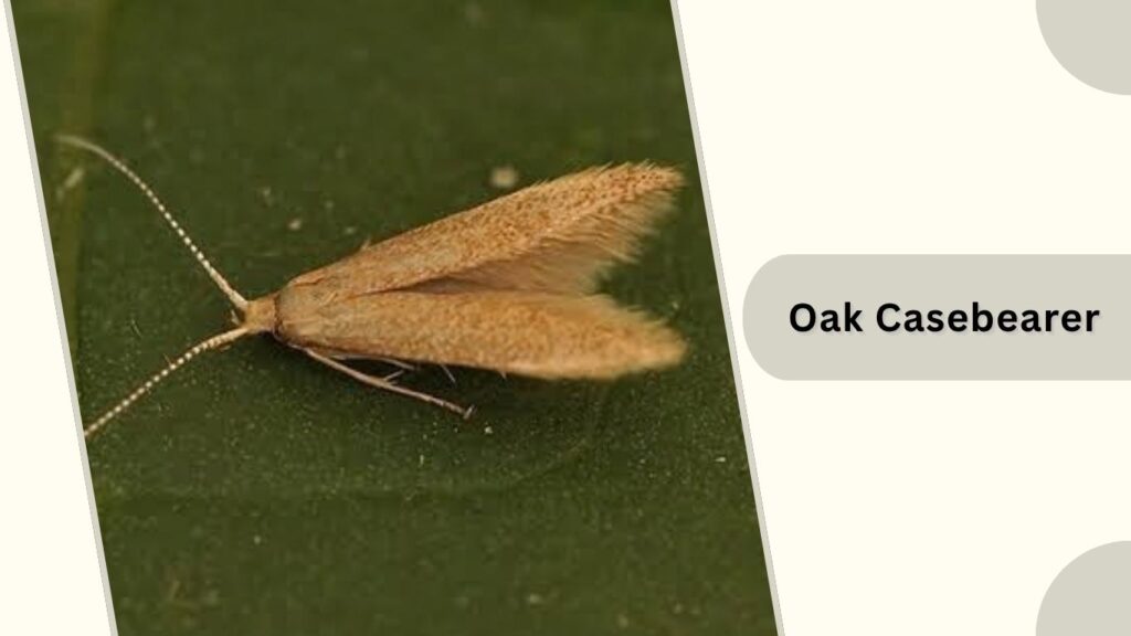 Oak Casebearer