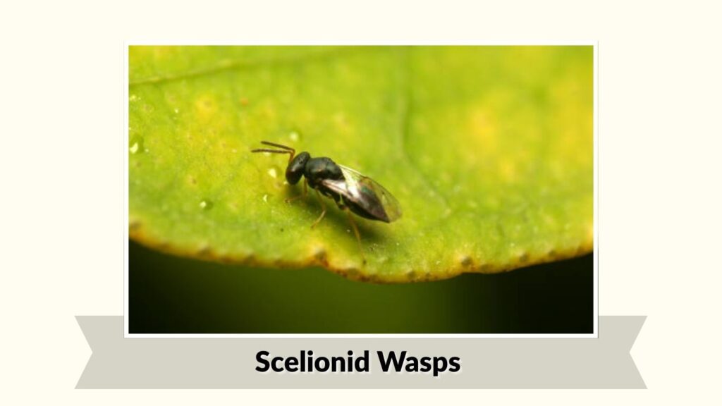 Scelionid Wasps