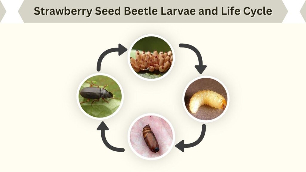 Strawberry Seed Beetle Larvae and Life Cycle