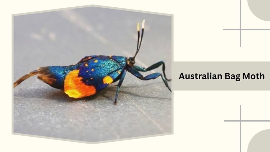 Australian Bag Moth